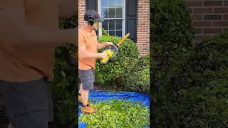 Satisfying Bush Trim  Overgrown Golden Vicary Shrub gardening hedgetrimming garden shorts [upl. by Ball606]