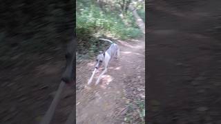 Whippet Dogs Jungle Run [upl. by Suolekcin963]