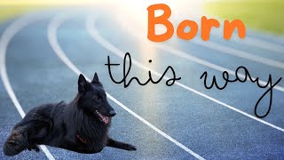 Belgian Shepherd Herding Whenever I Take Him To The Dog Park [upl. by Osmond151]