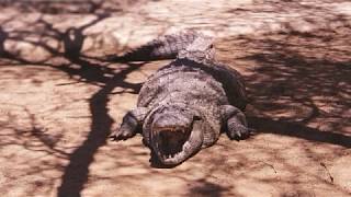 Crocodile Farm Otjiwarongo Namibia 6 Jan 2019 [upl. by Zamora634]