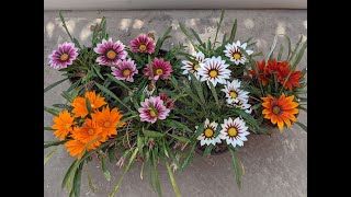 How to grow beautiful Gazania from seed [upl. by Teraj789]