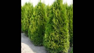 Thuja occidentalis smaragd  Thuya du canada smaragd  Plantes haies [upl. by Yevad695]