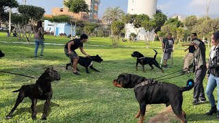 PRESA CANARIO Irrumpen en reunion de ROTTWEILER ❌ [upl. by Augusto]