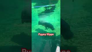 Hippo ACTING ALL INNOCENT fart hippo hippopotamus zoo shorts pygmy placesletsgeaux6668 [upl. by Noteloc]