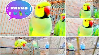 Ringneck Parrot Sounds Compilation [upl. by Copland]