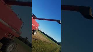 Shiny Red Combine Beautiful Case Ih 2588 in soybean field [upl. by Latimer551]