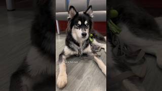 The vets said my HUSKY wouldn’t make it Full story in description [upl. by Edme565]