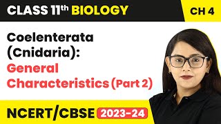 Coelenterata Cnidaria General Characteristics Part 2  Class 11 Biology Chapter 4  NCERTCBSE [upl. by Bocock603]