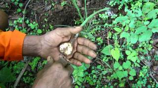 Boiled Jangli Piaz as Promising Immune Booster  Pankaj Oudhias Ethnobotanical Surveys1828 [upl. by Ranjiv]