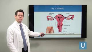 What Is Cervical Cancer  Joshua G Cohen MD  UCLA Obstetrics and Gynecology [upl. by Nathanson]