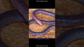 Atretochoana AKA The Penis Snake 🐍🐍 [upl. by Knudson]