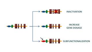 Duplication of genes [upl. by Soo992]