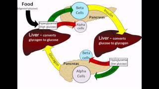 37 Homeostasis [upl. by Virginie939]