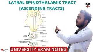 Lateral Spinothalamic tract  Ascending Tracts  Spinal cord  CNS Physiology [upl. by Eversole331]