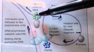 DNA replication in prokaryotes 3 [upl. by Naxor]