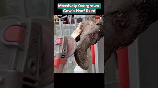 Massively Overgrown Cow’s Hoof fixed tiktok fyp viral cow hoof hoofcare hoofpicking [upl. by Ahsitil596]