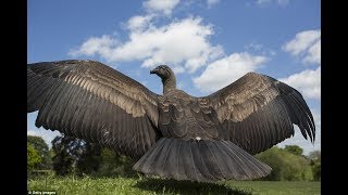 biggest condor bird ever [upl. by Mitran303]