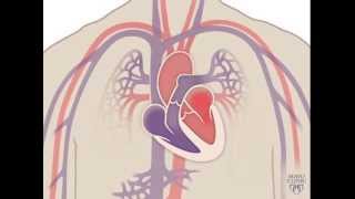 The Heart and Circulatory System  How They Work [upl. by Weissman]