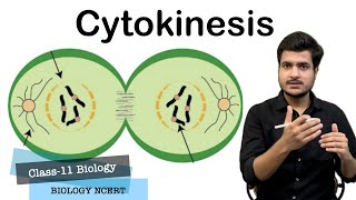 Cytokinesis In Animal amp Plant Cells  Furrow amp Cell Plate Formation  Cell Cycle Class11 Biology [upl. by Cila50]