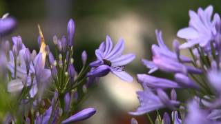 Voorjaar  Agapanthus combineren met siergrassen [upl. by Franza482]