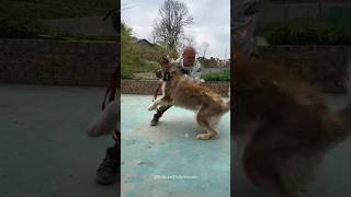 Training Big Wild Aggressive Husky 🤯 How To Train Dog 💀😱 shorts pets dog trending traineddogs [upl. by Murielle]