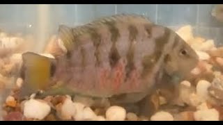 Convict Cichlid Breeding [upl. by Hara]