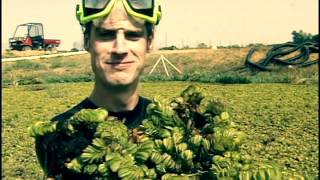 Giant Salvinia  A Very Wicked Plant [upl. by Strawn44]