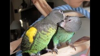 Daisy and Duke Meyers Parrots [upl. by Ahsikyw]