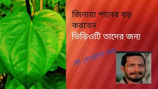 কিভাবে পান চাষ কেনো করবেন কতোটুকু করবেন ❤️কতো টাকা কাগবে howtoviralshortvideo [upl. by Mohandis872]