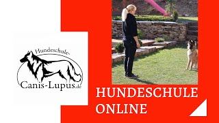 quotSitzquot Wie dein Hund das Kommando quotSitzquot richtig lernt [upl. by Massab458]