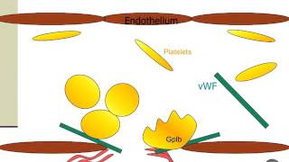 Part 1 Hemostasis amp Coagulation Normal and Primary Hemostasis [upl. by Tollmann316]