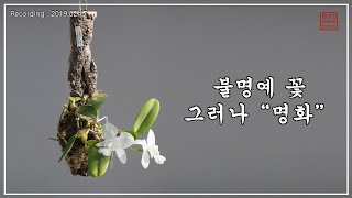 행잉플랜트  카틀레야 왈케리아나 펜덴티브 Cattleya walkeriana var alba pendentive AMAOS 화이 난초 이야기 [upl. by Avika]