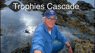 What is a Trophic Cascade [upl. by Bullard]