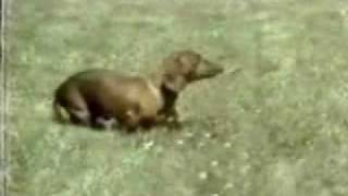 Rusty the narcoleptic daschund [upl. by Babita222]