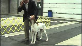 Dog Show Tips Episode 1 [upl. by Bibbye802]