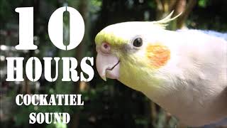 Cockatiel Sound 10 Hours Cockatiel Singing for Cockatiels [upl. by Chavaree]