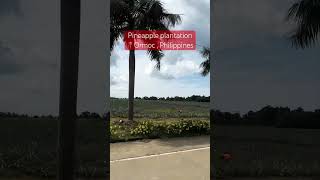 Phineapple Plantation philippines ormoc youtubeshorts yummy ytshorts pineapple sweet good [upl. by Netsrek339]