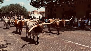 Fort Worth Stockyards Cattle Drive [upl. by Sussi]