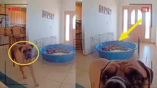 Smart Dog Communicates With Owner Through CCTV 🤯  Best Dog Moments Caught on Camera 💛 [upl. by Lemmy508]