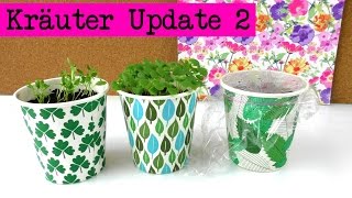 Ikea Kräuter Update 2  Woche 2  Basilikum Petersilie Minze  Kräuter züchten  DIY [upl. by Whitford863]