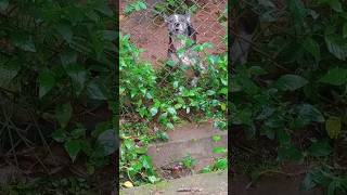 Dog barking 😞dog shorts viralvideo [upl. by Hakim]