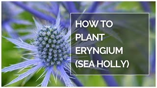 How to plant Eryngium sea holly shorts [upl. by Laural102]