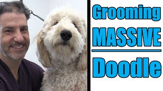 Grooming A Large Goldendoodle  Professional Tips [upl. by Redla]