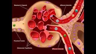 USMLE® Step 1 High Yield Nephrology Diuretics [upl. by Aziza915]