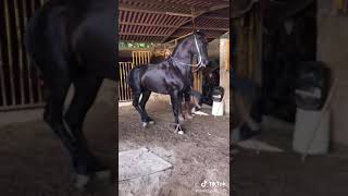 Videos de Caballos Bailando  Caballos de paso fino  Estados para WhatsApp  caballos [upl. by Attennot71]