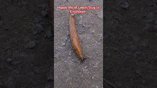 Leechslug life near HTC Cricket ground insects plants slugs [upl. by Aeslehs]