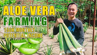 AMAZING ALOE VERA FARMING  PWEDE PALANG KUMITA UP TO 150K SA ISANG BUWAN SA PAGTATANIM NG ALOE VERA [upl. by Weibel]