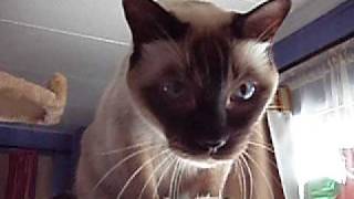 My Talking Tonkinese on Earthquakes [upl. by Wehttam883]