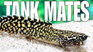 Top 10 Suitable Tank Mates For Ornate Bichir [upl. by Claudette577]