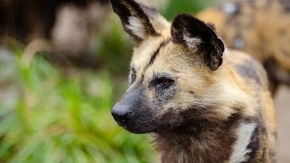 African Wild Dog [upl. by Allac510]